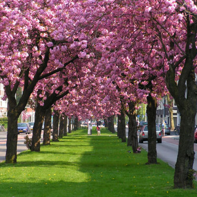 Prunus serrulata Kanzan